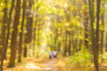 Autumn golden forest, blured background.