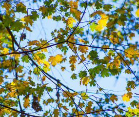 Yellow maple leaves on a twig in autumn