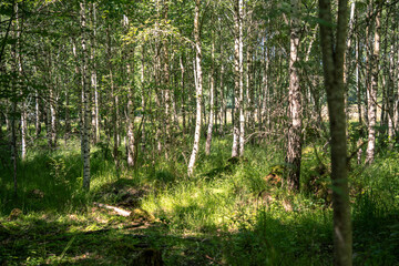 Licht und Schatten in einem Birken Mischwald