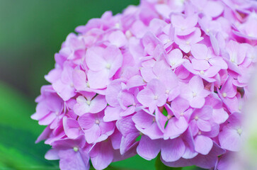 Fototapeta premium pink hydrangea flowers close up