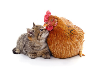 Kitten and chicken.