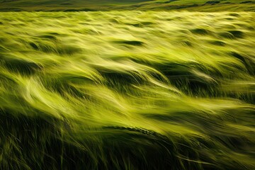 A field of tall grass that sways in a surreal wind