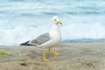 White seagull walking on the shelly seashore