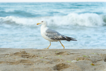 Fototapeta premium White seagull walking on the shelly seashore