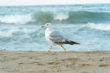 White seagull walking on the shelly seashore