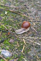  A snail with a spiral shell crawls on moss.                              