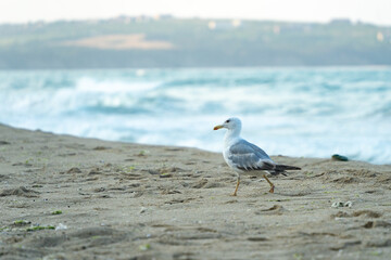 White seagull walking on the shelly seashore