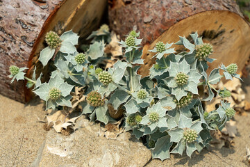 Wild rocky plants grown on the sandy beach
