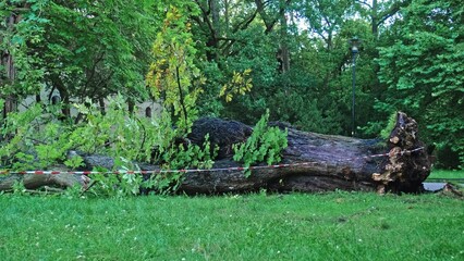 Fallen Tree Ripped with Roots From Ground in City Park by Strong Hurricane Wind Severe Weather Phenomenon