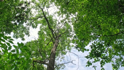 Green Leaves Tree Tops and Blue Sky Background Low Angle