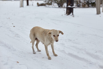 Stray dog standing on the street in a city looking sad in front of house