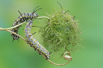 The beauty of monarch butterfly caterpillars. These crawling insects will metamorphose into beautiful and graceful monarch butterflies (Danaus plexippus).