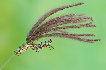 The beauty of monarch butterfly caterpillars. These crawling insects will metamorphose into...