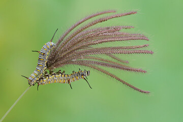 The beauty of monarch butterfly caterpillars. These crawling insects will metamorphose into beautiful and graceful monarch butterflies (Danaus plexippus).