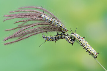 The beauty of monarch butterfly caterpillars. These crawling insects will metamorphose into beautiful and graceful monarch butterflies (Danaus plexippus).