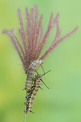 The beauty of monarch butterfly caterpillars. These crawling insects will metamorphose into beautiful and graceful monarch butterflies (Danaus plexippus).