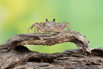 A Kuhl's ghost crab is hunting for prey on the beach. This crab has the scientific name Ocypode kuhlii.