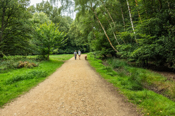 A couple and a dog walking on the main path at Epping forest near Loughton.