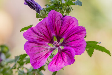 Closeup of Violet Malva Sylvestris or Common Mallow flowers. Very good nectar plant for many butterflies, bees and other insects.