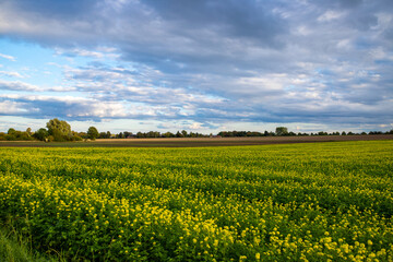 Close-up of rapeseed fields with darkened clouds in the background