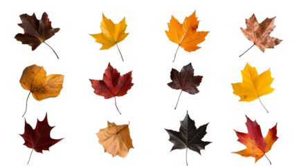 orange yellow black brown autumn leaf isolated on transparent background