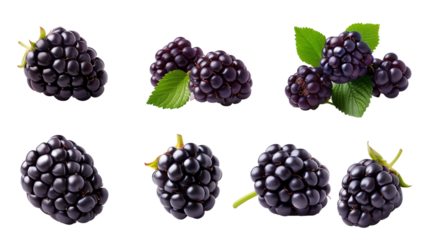 real fresh blackberry isolated on transparent background  in various angles and positions
