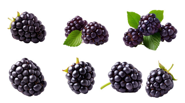 real fresh blackberry isolated on transparent background  in various angles and positions
