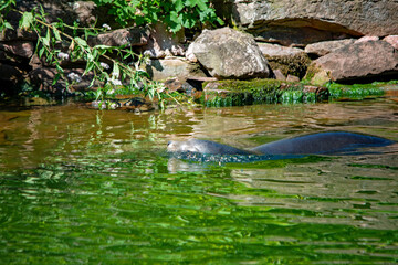Seelöwe unter Wasser im Nürnberger Tierpark