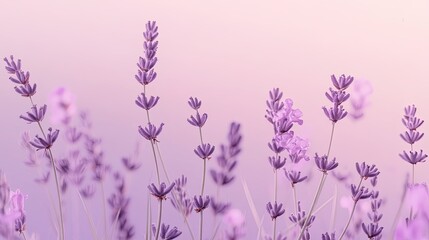 Fototapeta premium A soothing lavender background with a gentle gradient, evoking calmness and serenity.