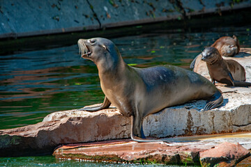 Rufender Seelöwe im Nürnberger Tierpark