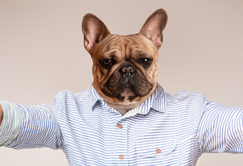 A French Bulldog wearing a white and blue striped shirt is posed against a light brown backdrop. The dog has a serious expression on its face, looking directly at the camera.