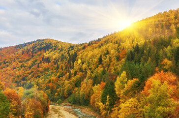 Beautiful autumn in the mountain forest.