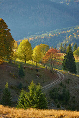 the mountain autumn landscape