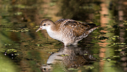 Fototapeta premium duck in the water