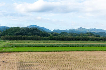 稲刈り後の秋の田んぼをサギが横切る