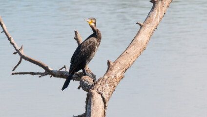 pelican on a branch