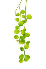Green leaves hanging, Dischidia climber plant isolated on white background