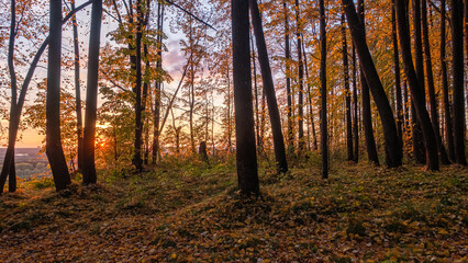 Obraz premium Golden Sunset Through Autumn Forest Trees