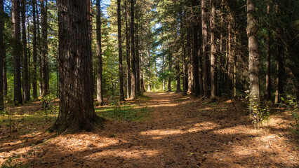 Fototapeta premium Sunlit Path Through a Pine Forest