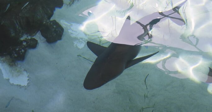 Above water view of bull shark swimming underwater in Aquarium