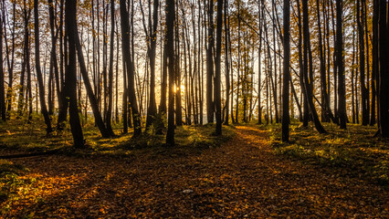 Obraz premium Autumn Twilight in a Leaf-Covered Forest Path