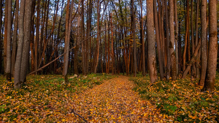 Autumn Twilight in a Leaf-Covered Forest Path