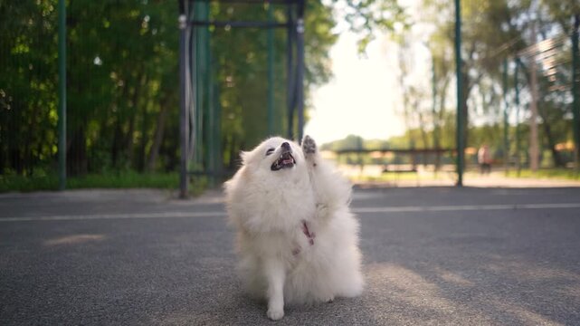small fluffy beautiful pomeranian spitz runs on the sports ground on a walk with his owner. Funny animals