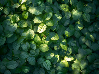 a close up of leaves