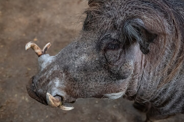 Close-up of common warthog, Phacochoerus africanus. A big male warthog