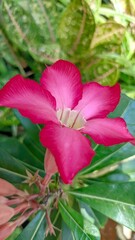 pink hibiscus flower