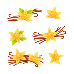 Set of illustrations featuring vanilla pods and vanilla flowers, ideal for projects related to flavoring, spices, and baking