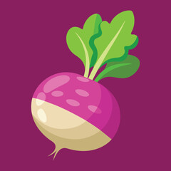 Set of juicy vegetables root vegetables pink and white radishes. Vector graphics.