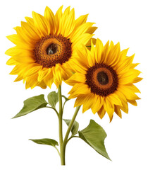 Fototapeta premium PNG Bright yellow sunflowers in bloom
