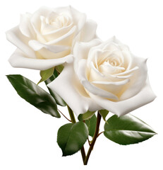 Fototapeta premium PNG Elegant white roses with leaves